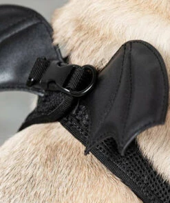 Buy 🎁 KILLSTAR Cats Flutter | PET HARNESS 🔔 -Alternative Accessories Elegant Store killstar flutter pet harness 2 826a35c3 6fa3 49c1 889b 54fece2e75da 700x700