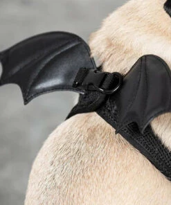 Buy 🎁 KILLSTAR Cats Flutter | PET HARNESS 🔔 -Alternative Accessories Elegant Store killstar flutter pet harness 5 42f3c701 8a7d 43dd ac5d 7ed13220f584 700x700